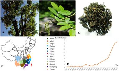 The phytochemicals and health benefits of Cyclocarya paliurus (Batalin) Iljinskaja